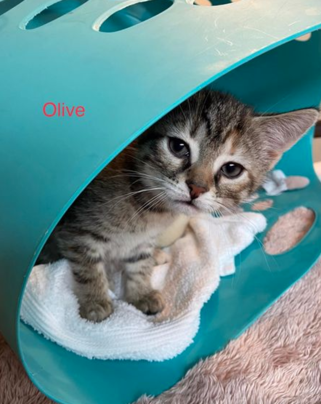 Olive adopted 5-28-22