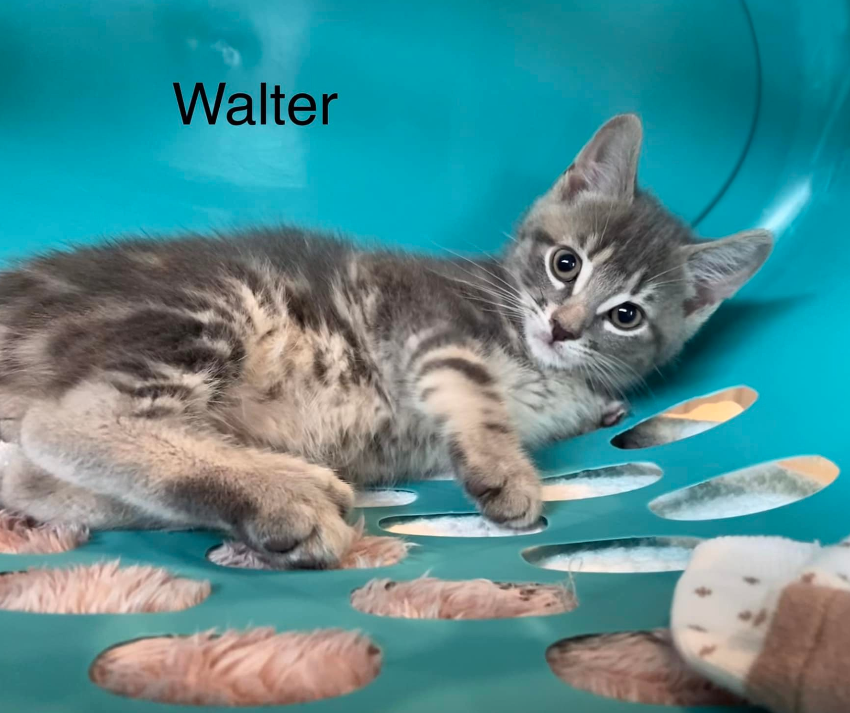Walter adopted 7-15-22