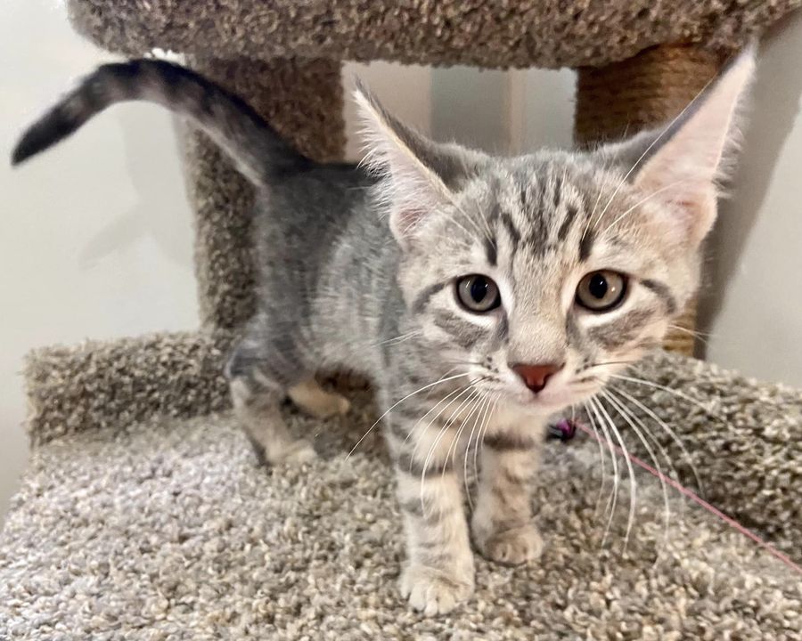 Yaya adopted 7-7-23