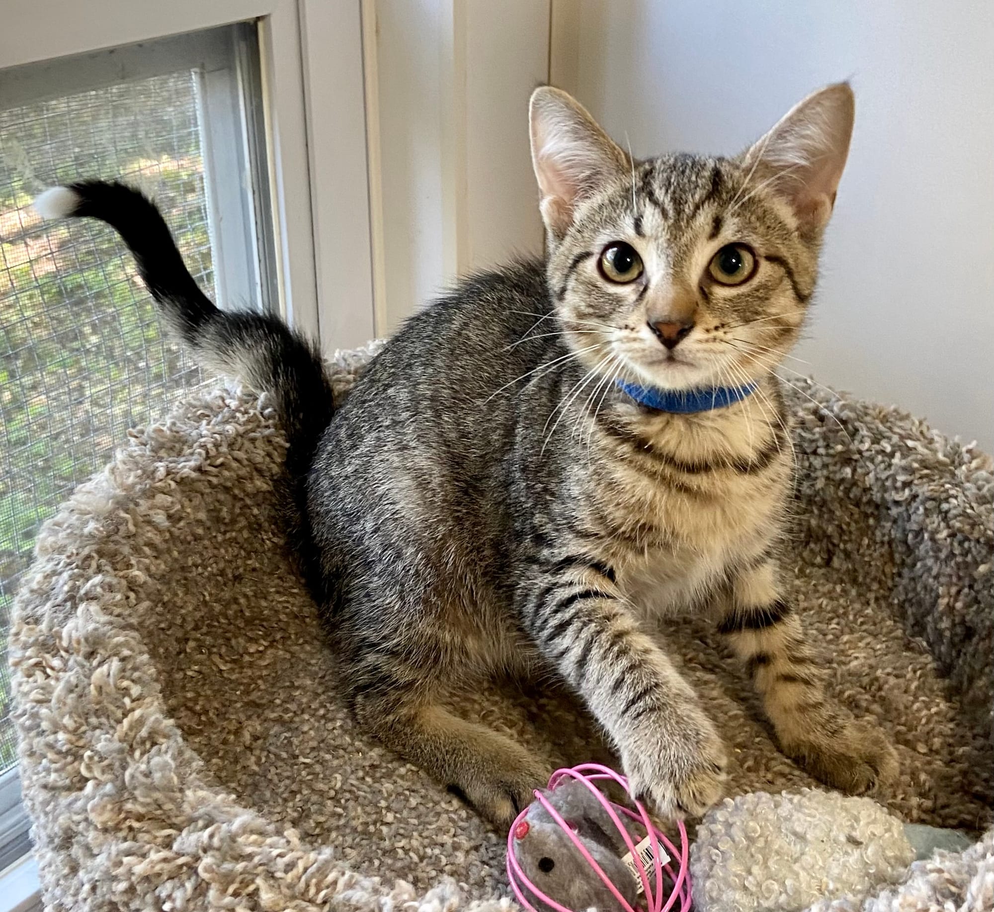 Cats Needing Homes Cats and Kittens available for adoption. To learn