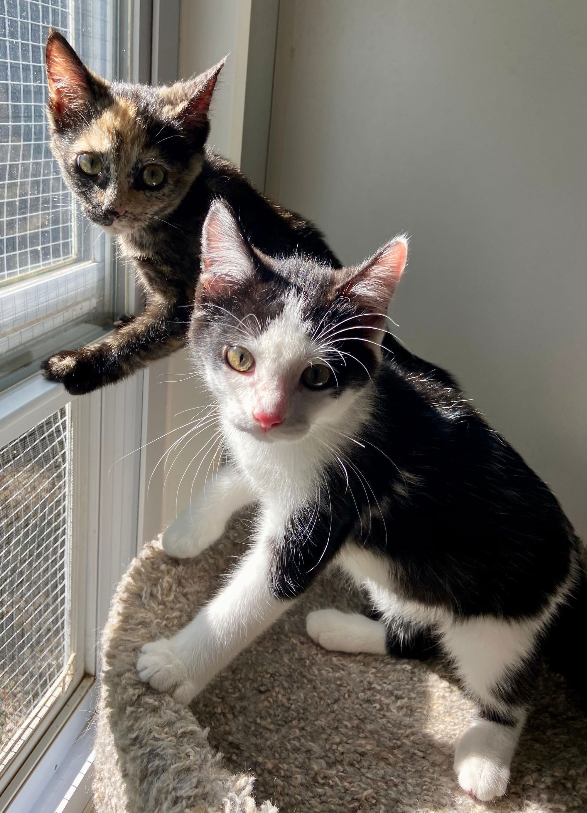 Count & Linda (Linda is pending adoption, Count is available)