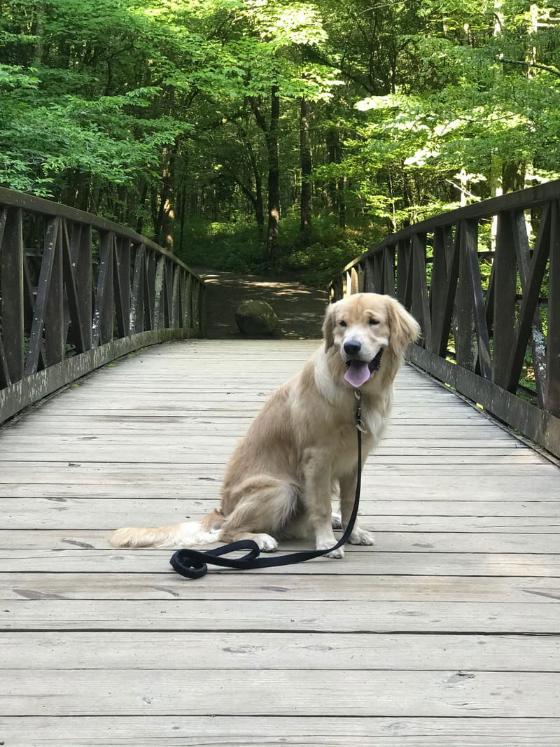 The Gatlinburg Trail: A Dog-Friendly Hike