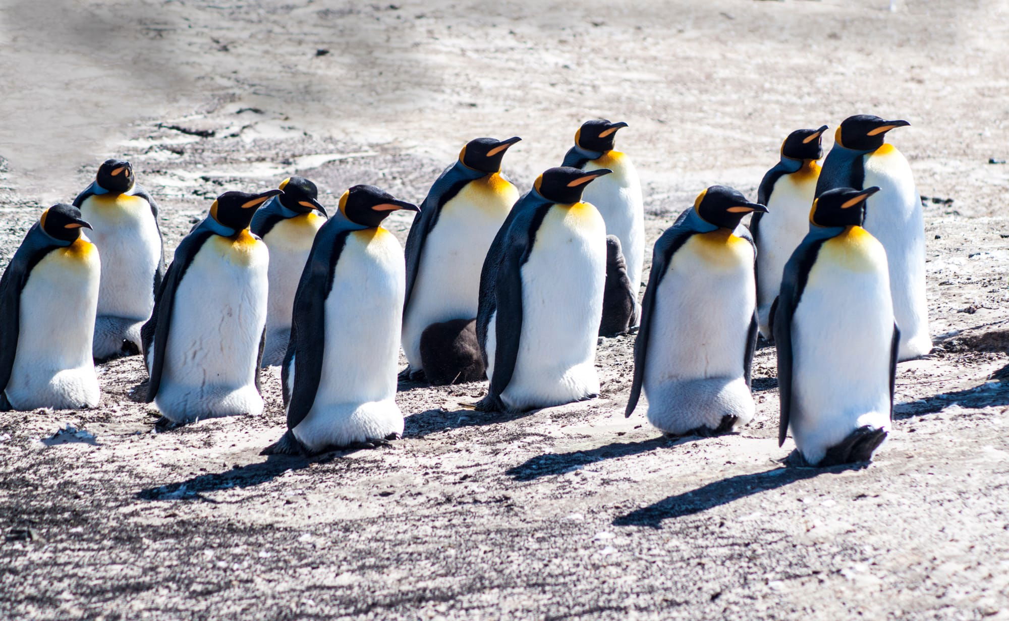 KING PENGUIN