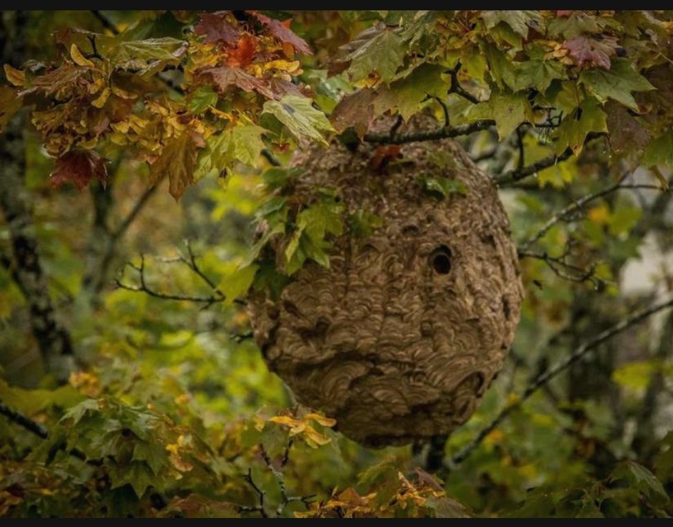 Asian hornet nest gassed in Geneva