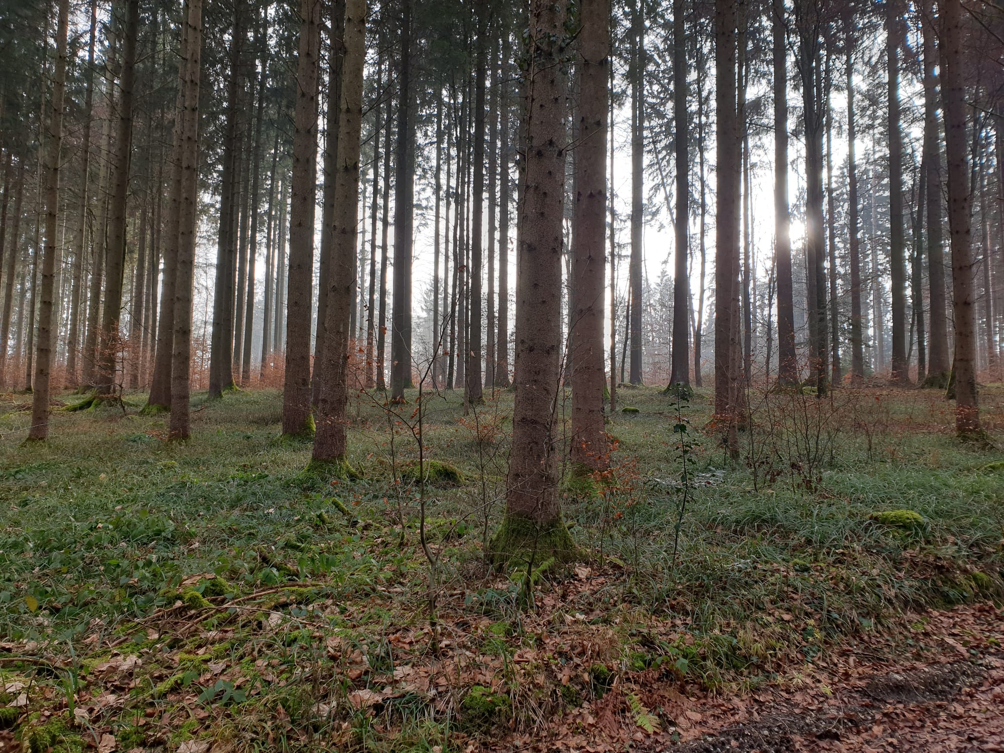 Was bewirkt ein Bad im Wald?