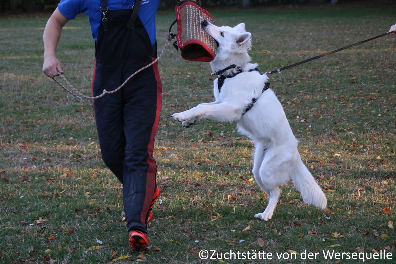 Auf diesem Bild ist Laika noch kein Jahr alt