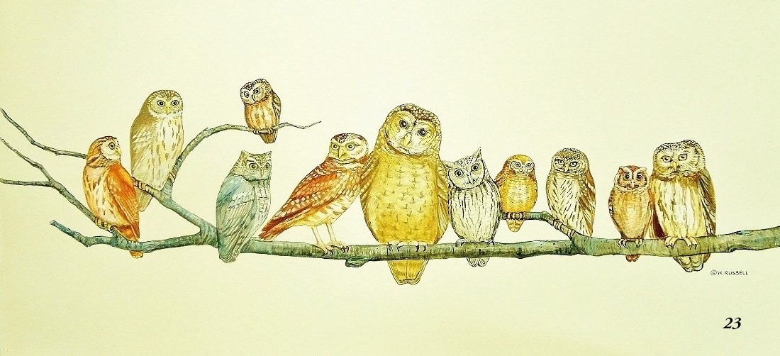Owl Watch on off white background (digital only)