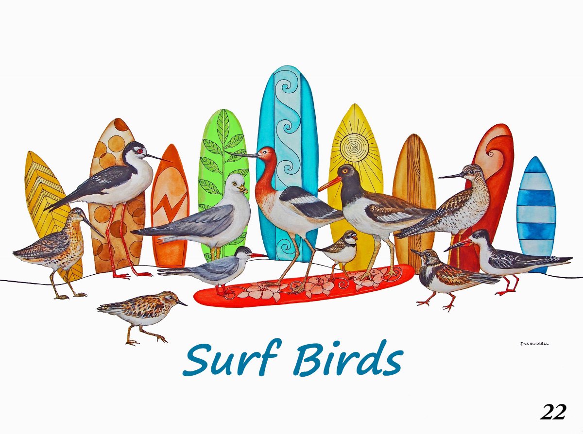 SurfBirds with Text