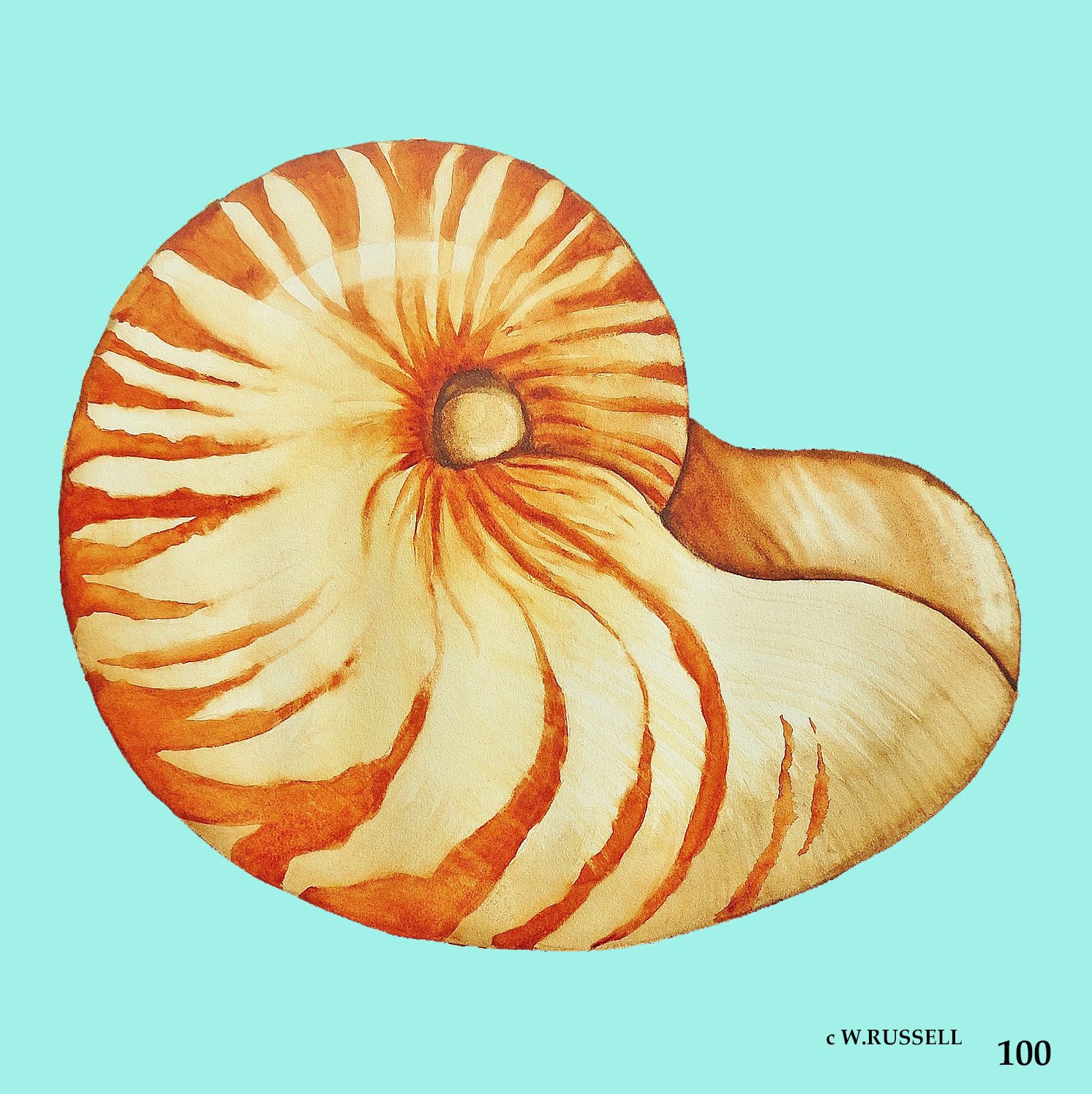 Nautilus Shell with aqua colored background (digital only)