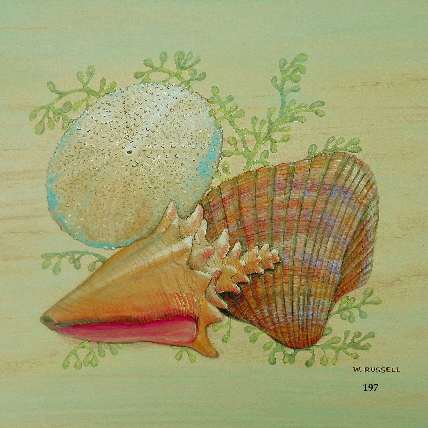 Seashell Trios Series with Conch Shell with ocean plant life.