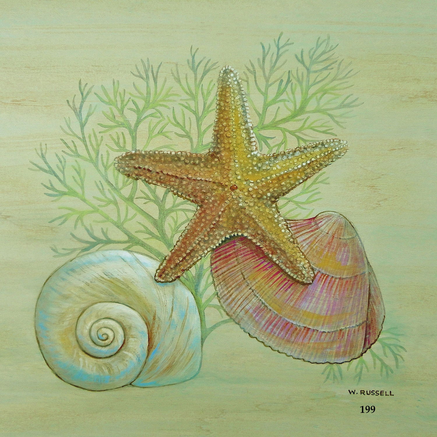 Seashell Trios Series with Starfish