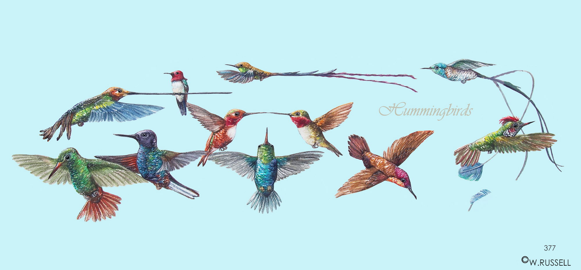 Hummingbirds