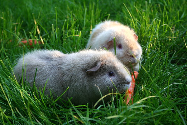 Tierkommunikation