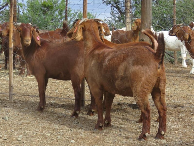 Kalahari Red Goats - KUHLASE LIVESTOCK FARMING