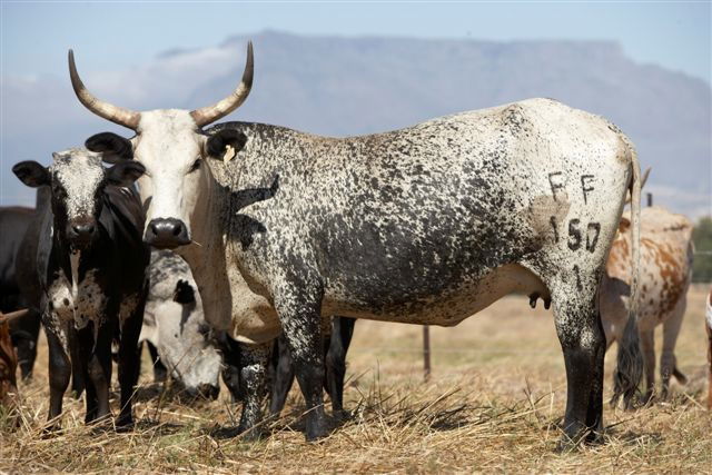 Nguni Cattle - KUHLASE LIVESTOCK FARMING