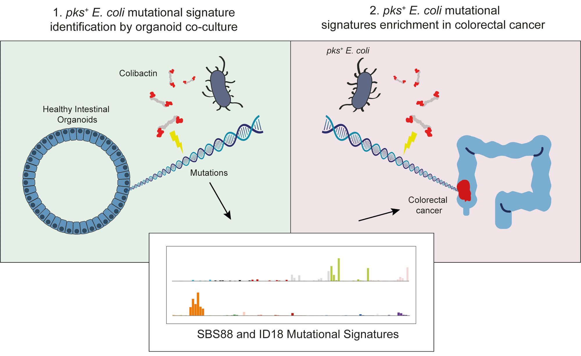 Mutational signature in colorectal cancer caused by genotoxic pks + E. coli