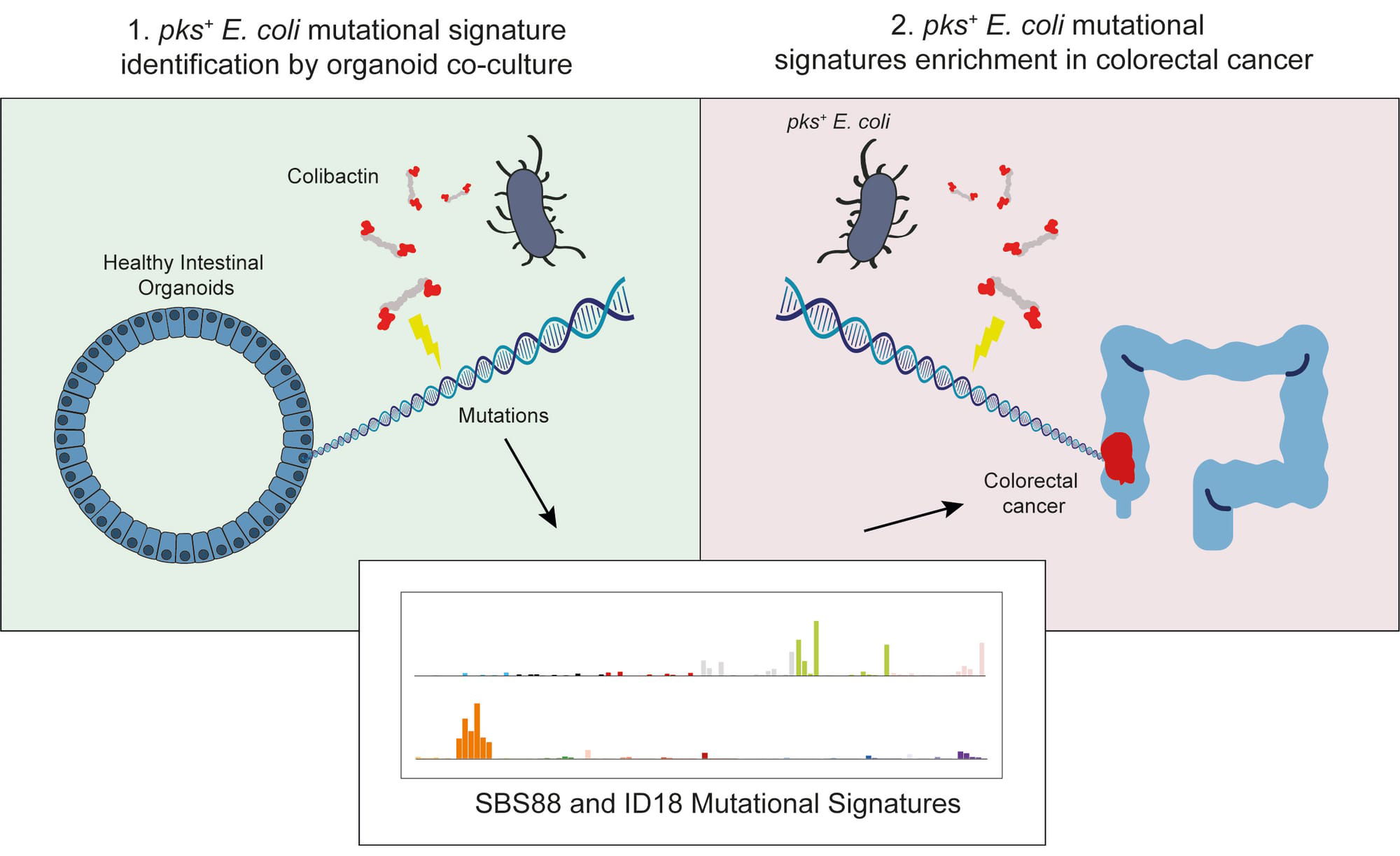 Mutational Signature In Colorectal Cancer Caused By Genotoxic Pks E Coli Vanboxtellab 