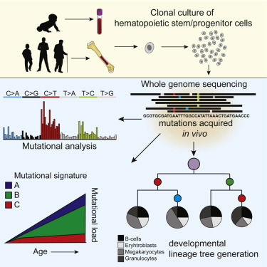 Somatic mutations reveal lineage relationships and age-related mutagenesis in human hematopoiesis.