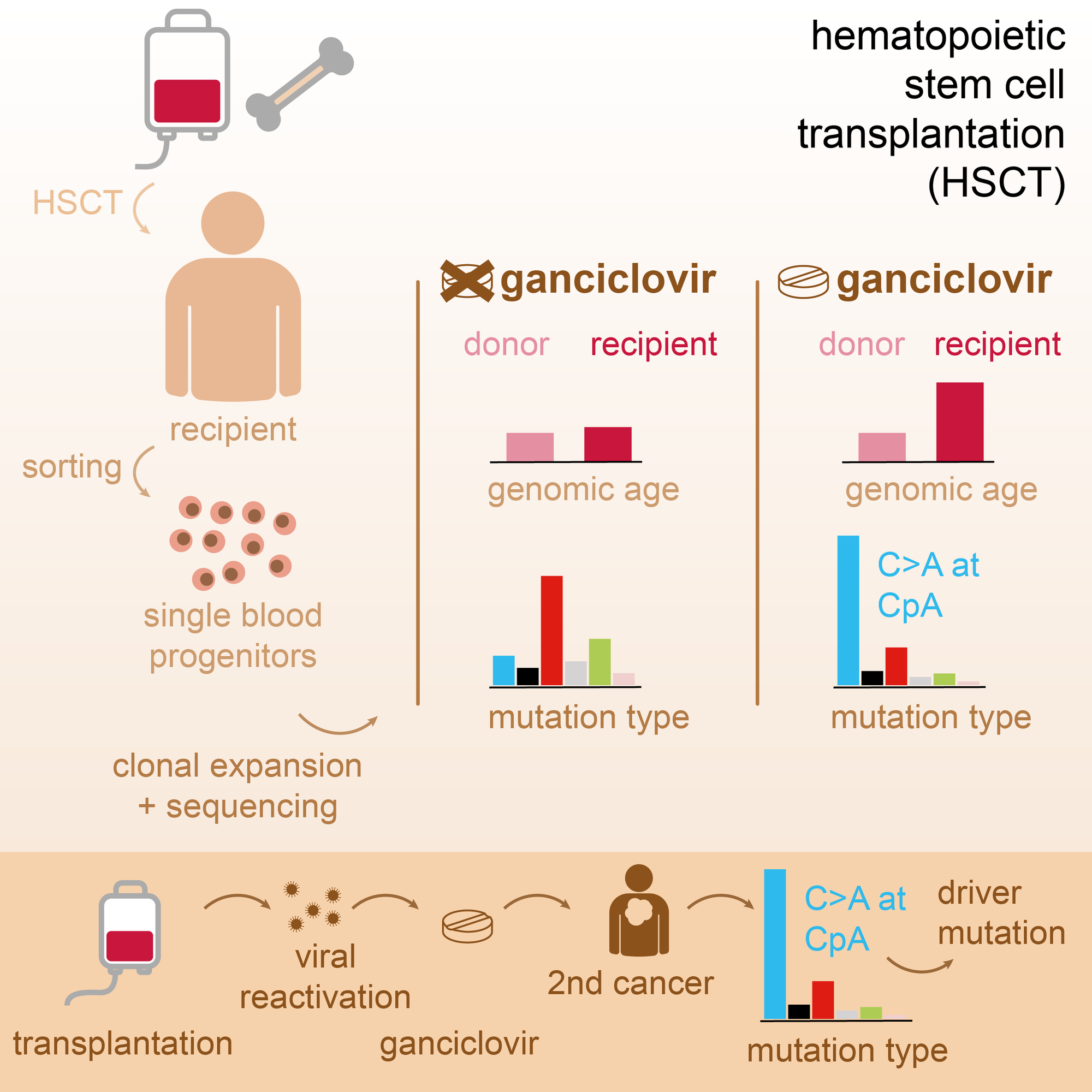 Antiviral treatment causes a unique mutational signature in cancers of transplantation recipients