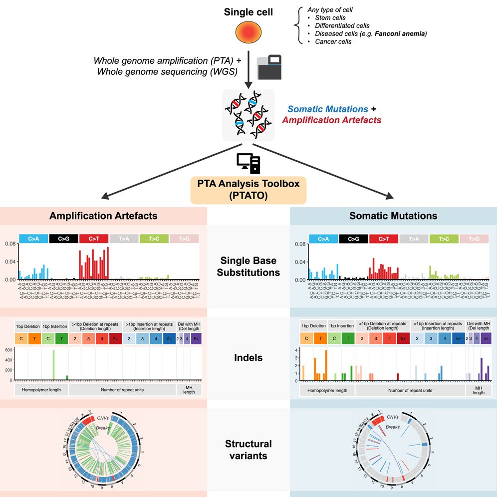 Comprehensive single-cell genome analysis at nucleotide resolution using the PTA Analysis Toolbox