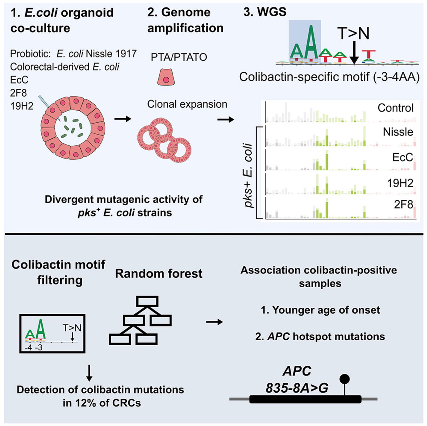 Improved detection of colibactin-induced mutations by genotoxic E. coli in organoids and colorectal cancer