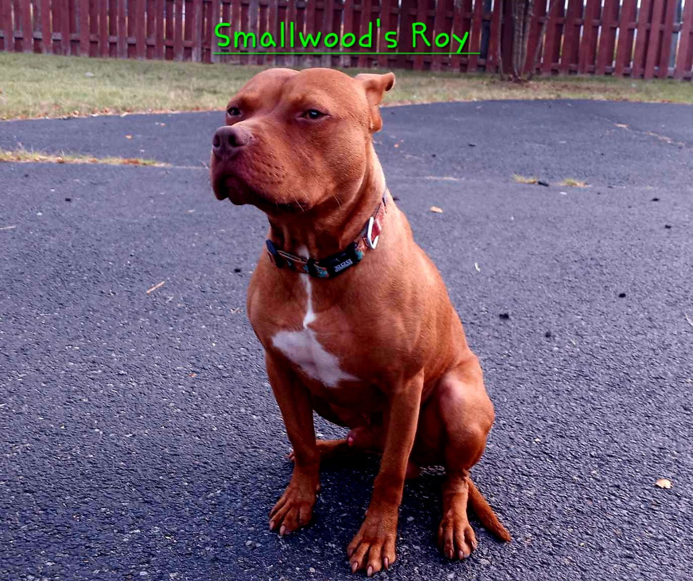 Irish red best sale nose pitbull