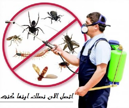 شركة مكافحة حشرات في العين|0565644895|شركة الرضوان