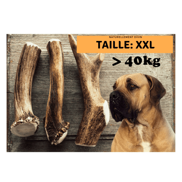 Bois de cerf pour chien entier Taille XXL Moustaches & Papilles