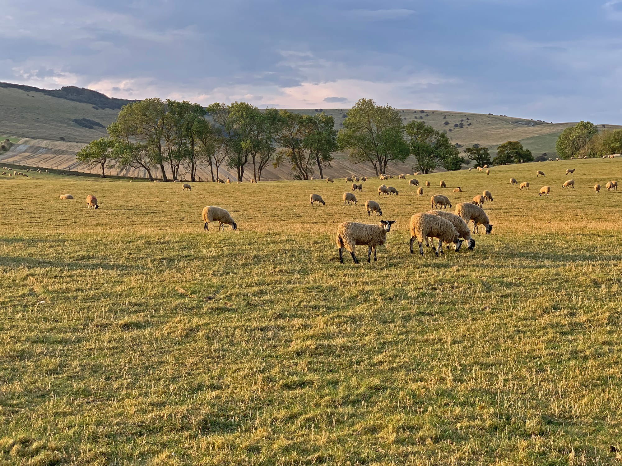 Grazing Sheep, Beddingham, East sussex