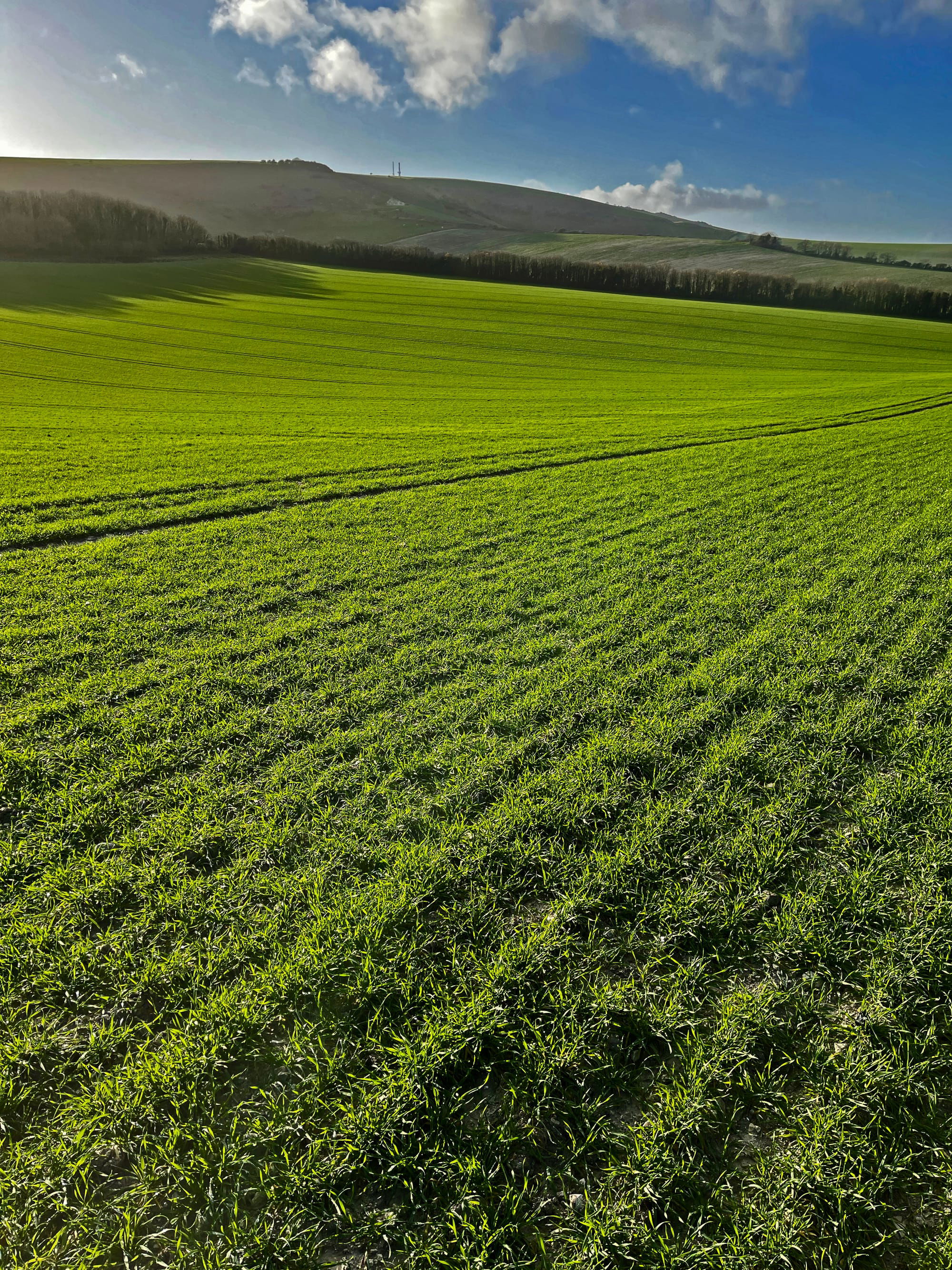 Fields of Firle