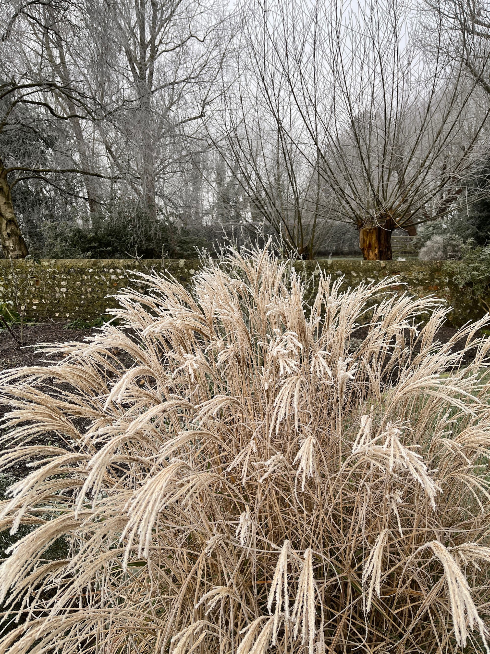 Winter Garden, Beddingham
