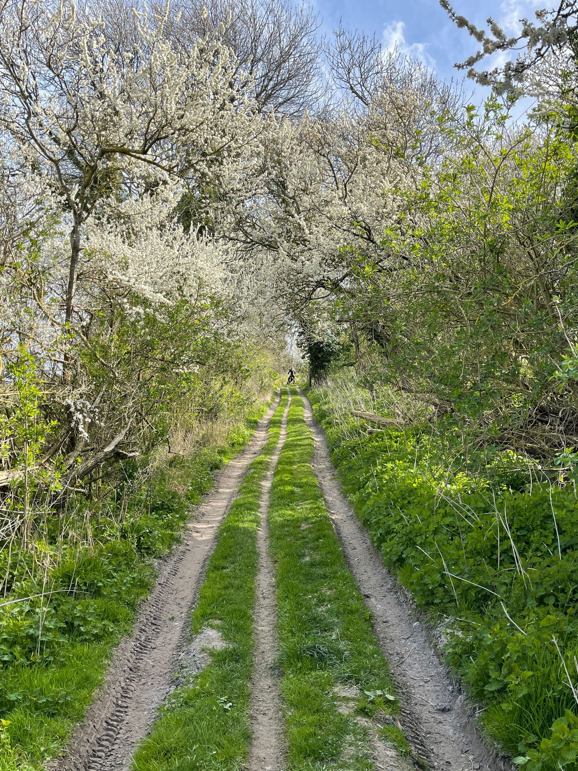 A Cold Wind Stirs the Blackthorn. Beddingham, East Sussex