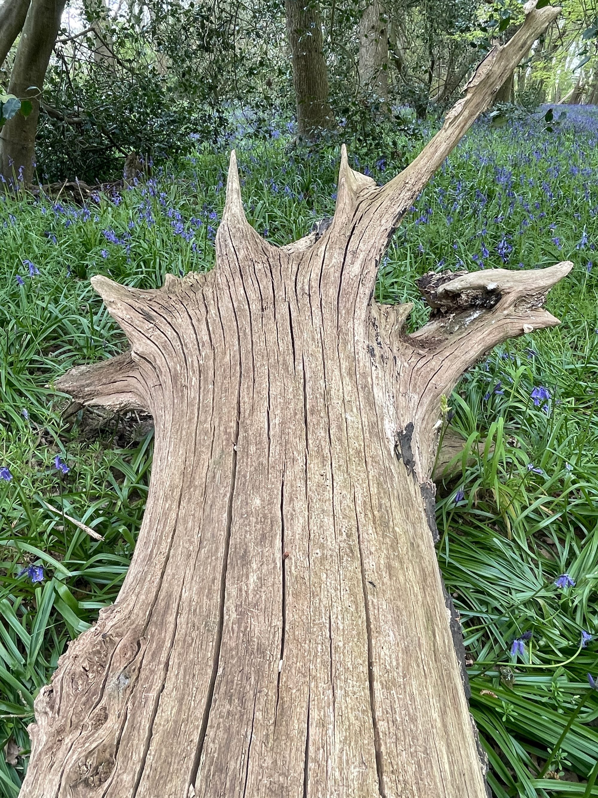 Tree Stump. Pollards Wood, East Sussex