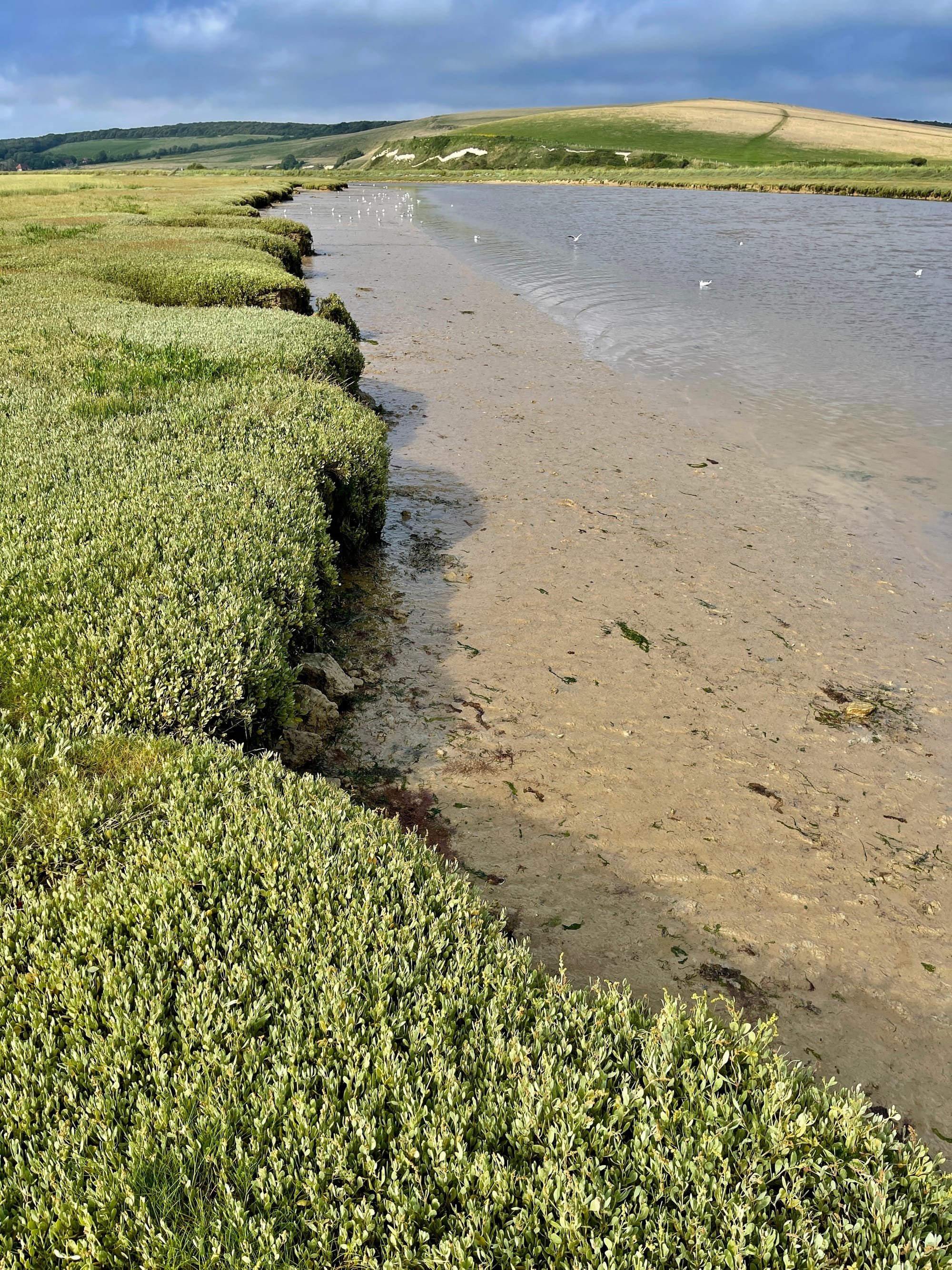 Banks of the Cuckmere. East Sussex