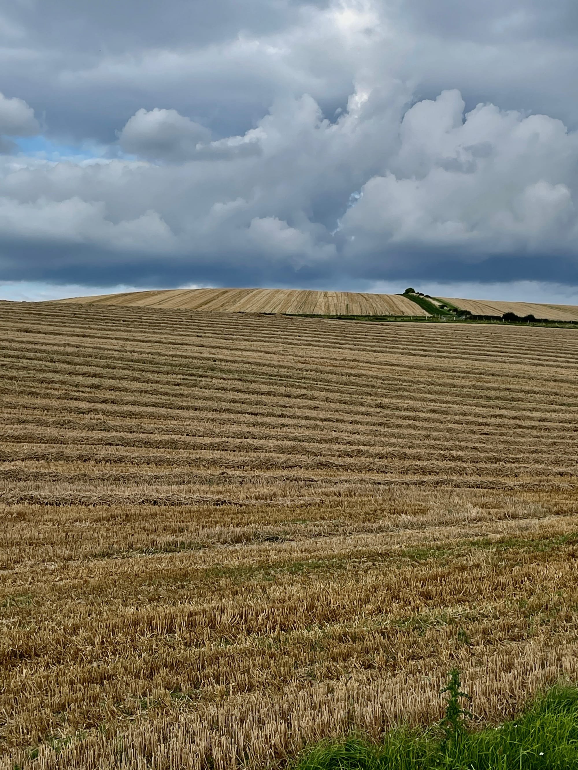 Harvest Time. Beddingham, East Sussex