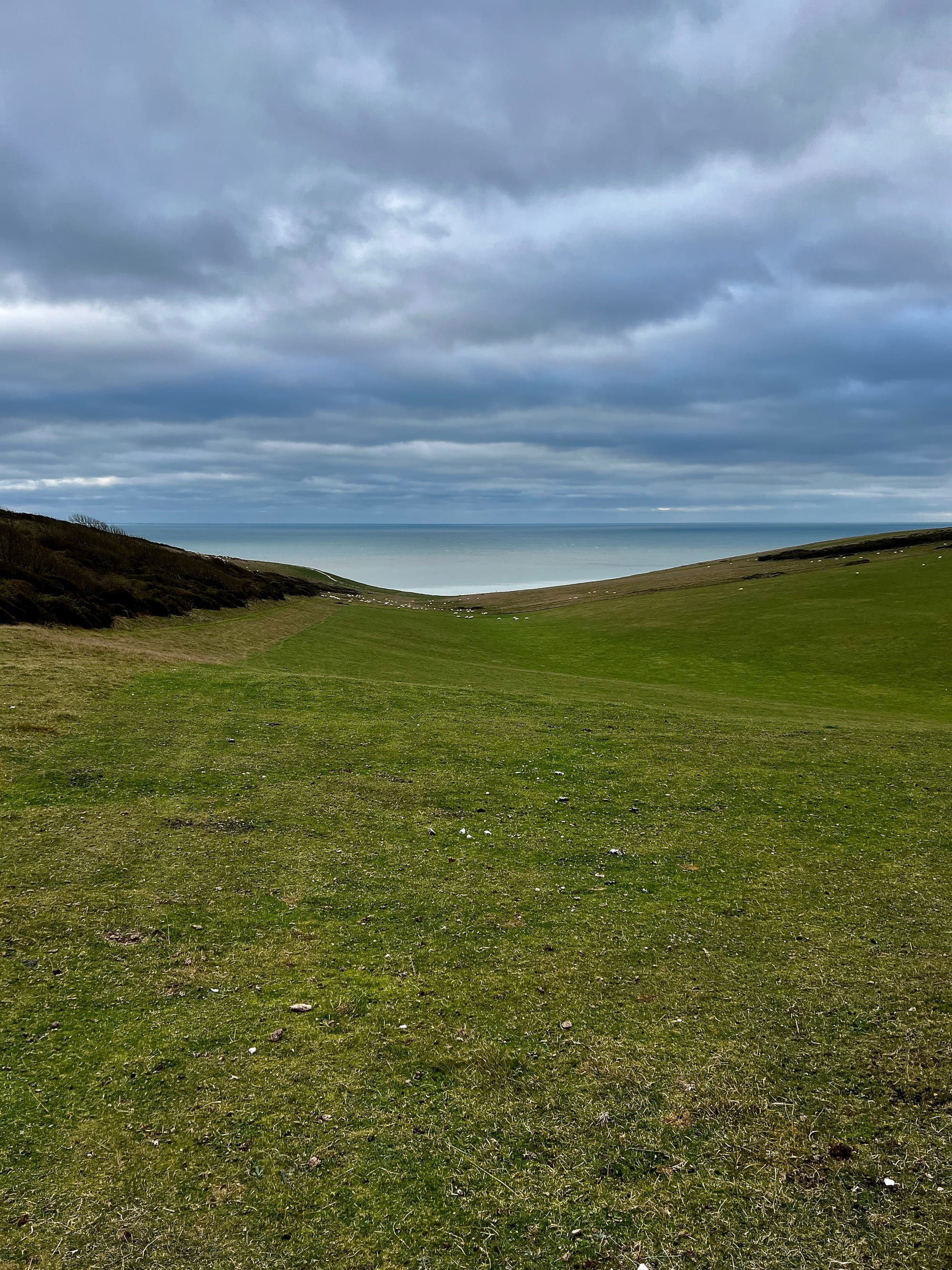 South Down Sheep. East Dean, East Susssex