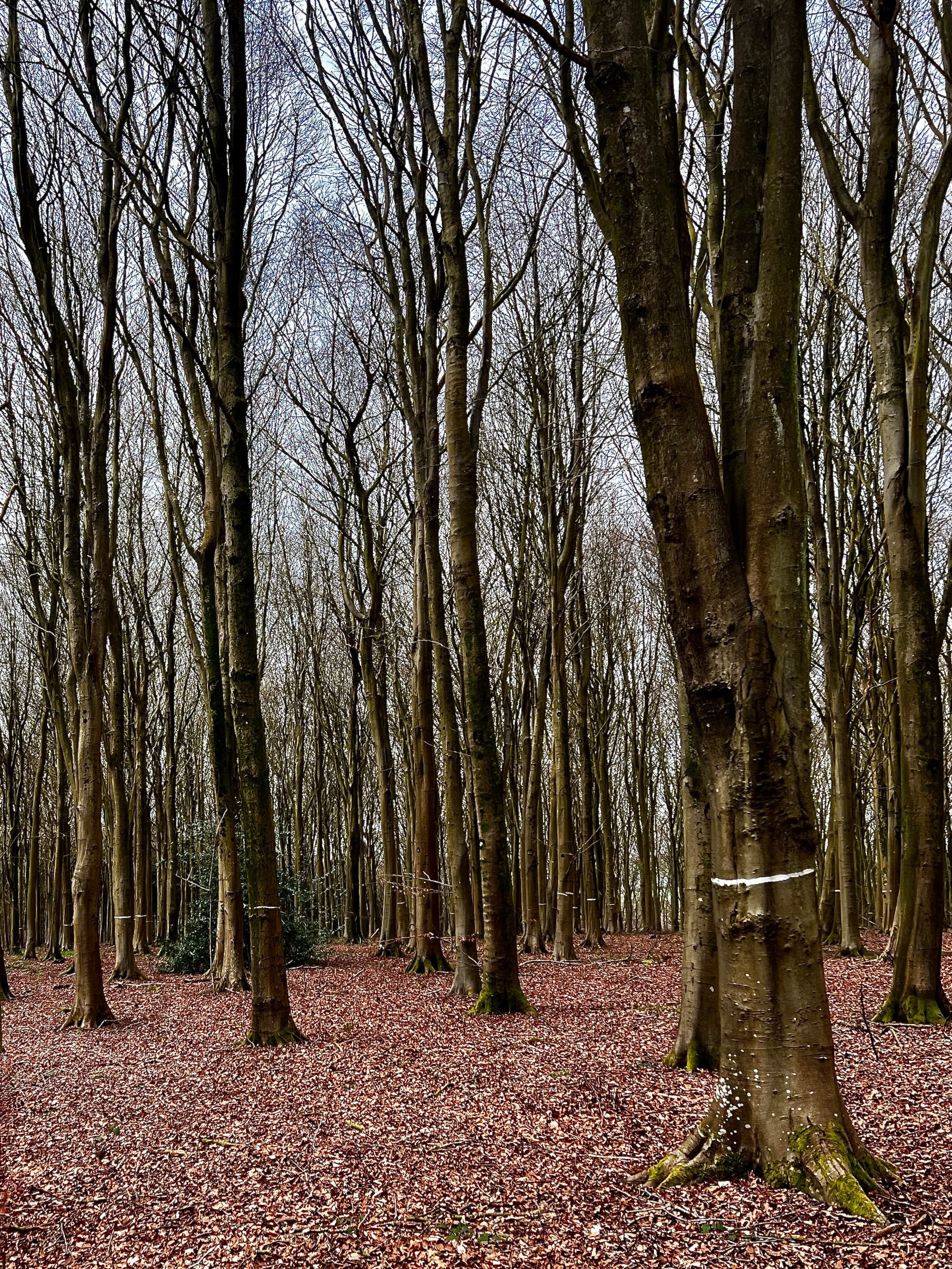 Ringed Trees. Friston Forest, East Sussex