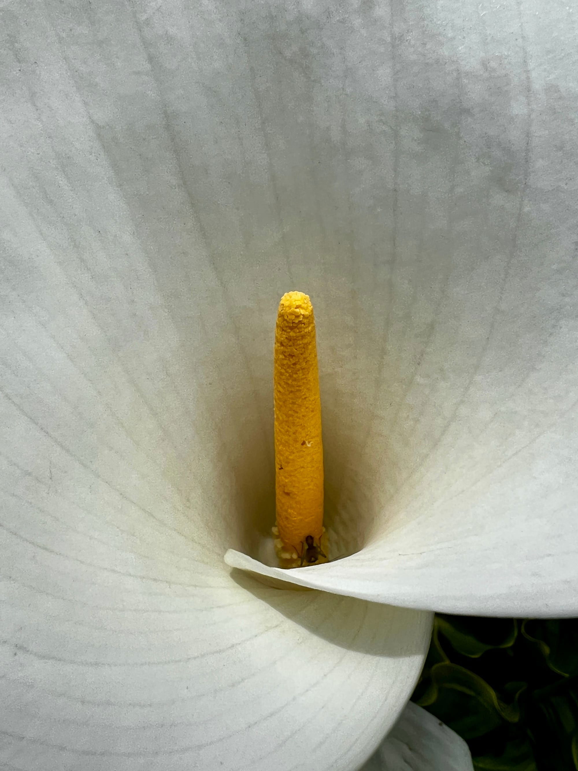 Arum in flower – Beddingham