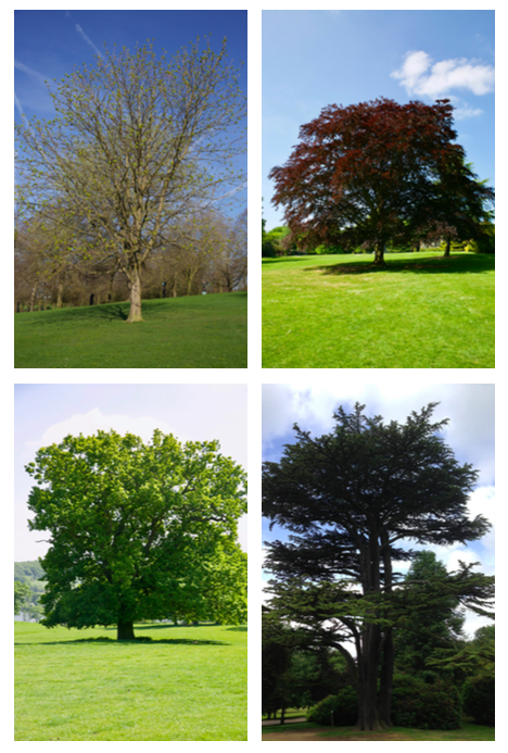 The Four Yorkshire Sculpture Park Trees