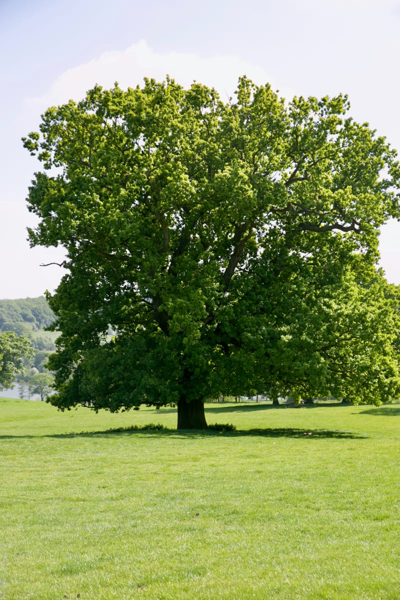 The Mighty Oak - Significant Trees