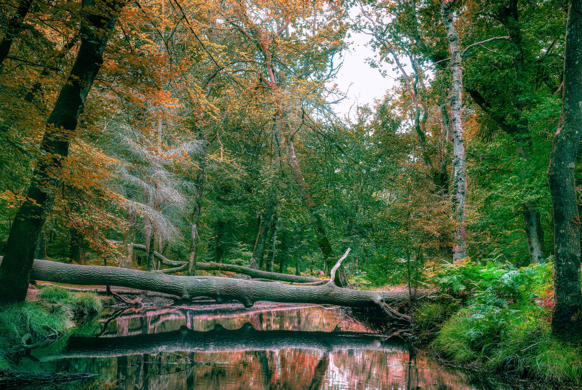 Fallen tree