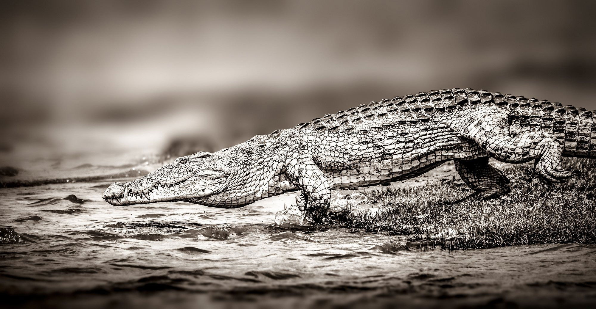 SELOUS NILE CROC *025