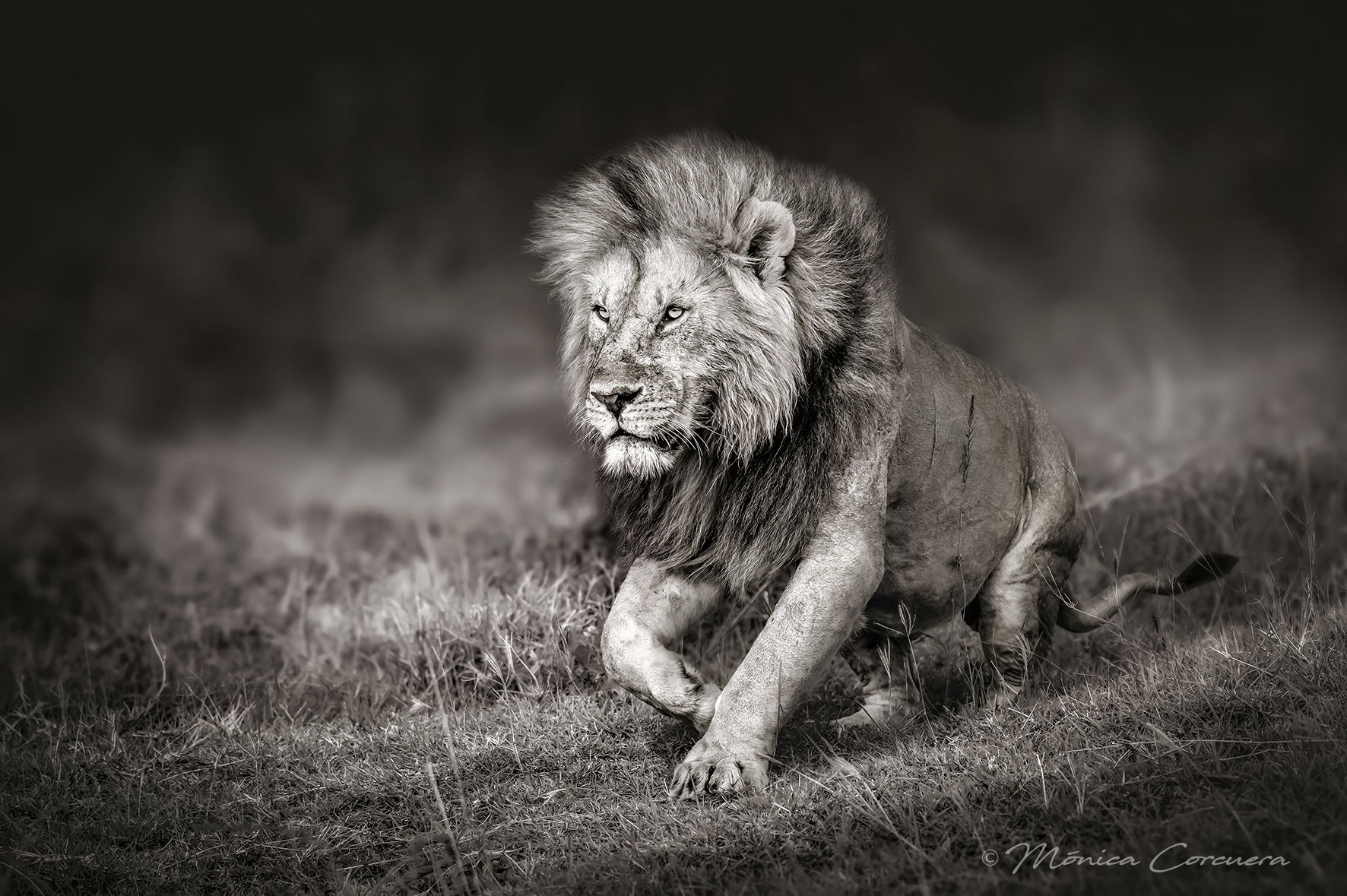 "A TRIBUTE TO THE KING" B&W *010