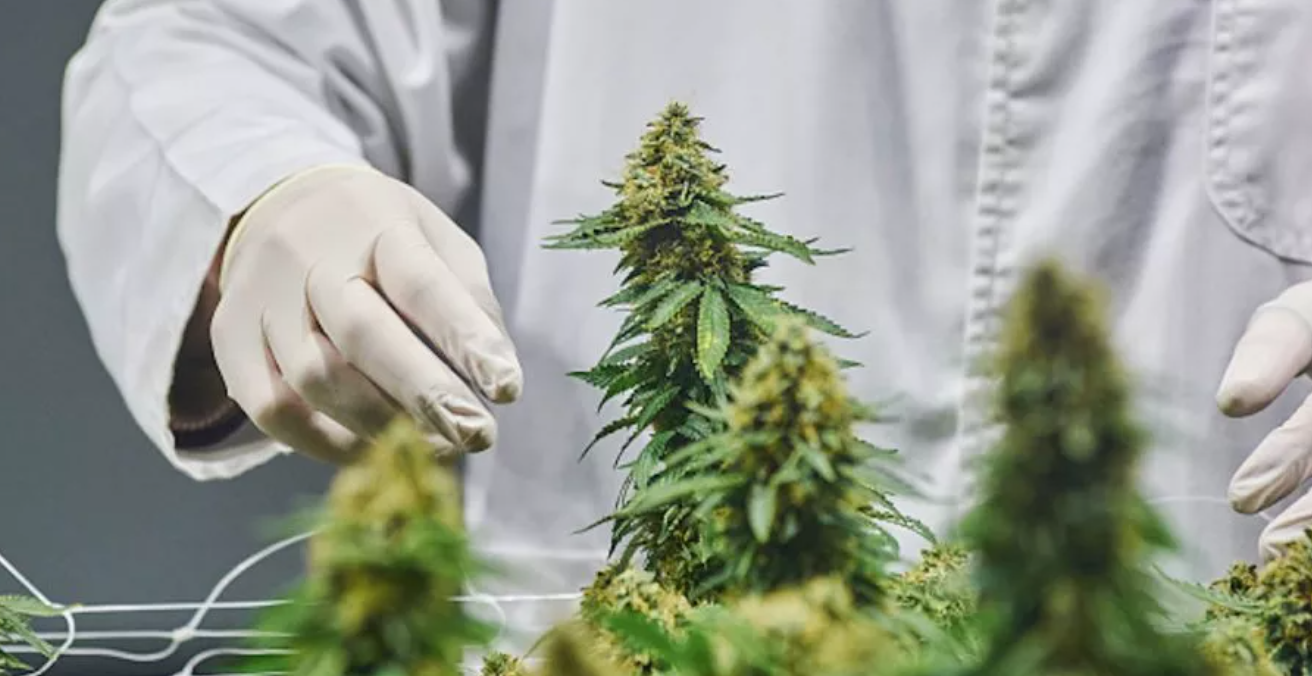 COLOMBIA VENDIÓ MÁS CANNABIS MEDICINAL EN PRIMER SEMESTRE (2021) QUE EN LOS 2 AÑOS PREVIOS