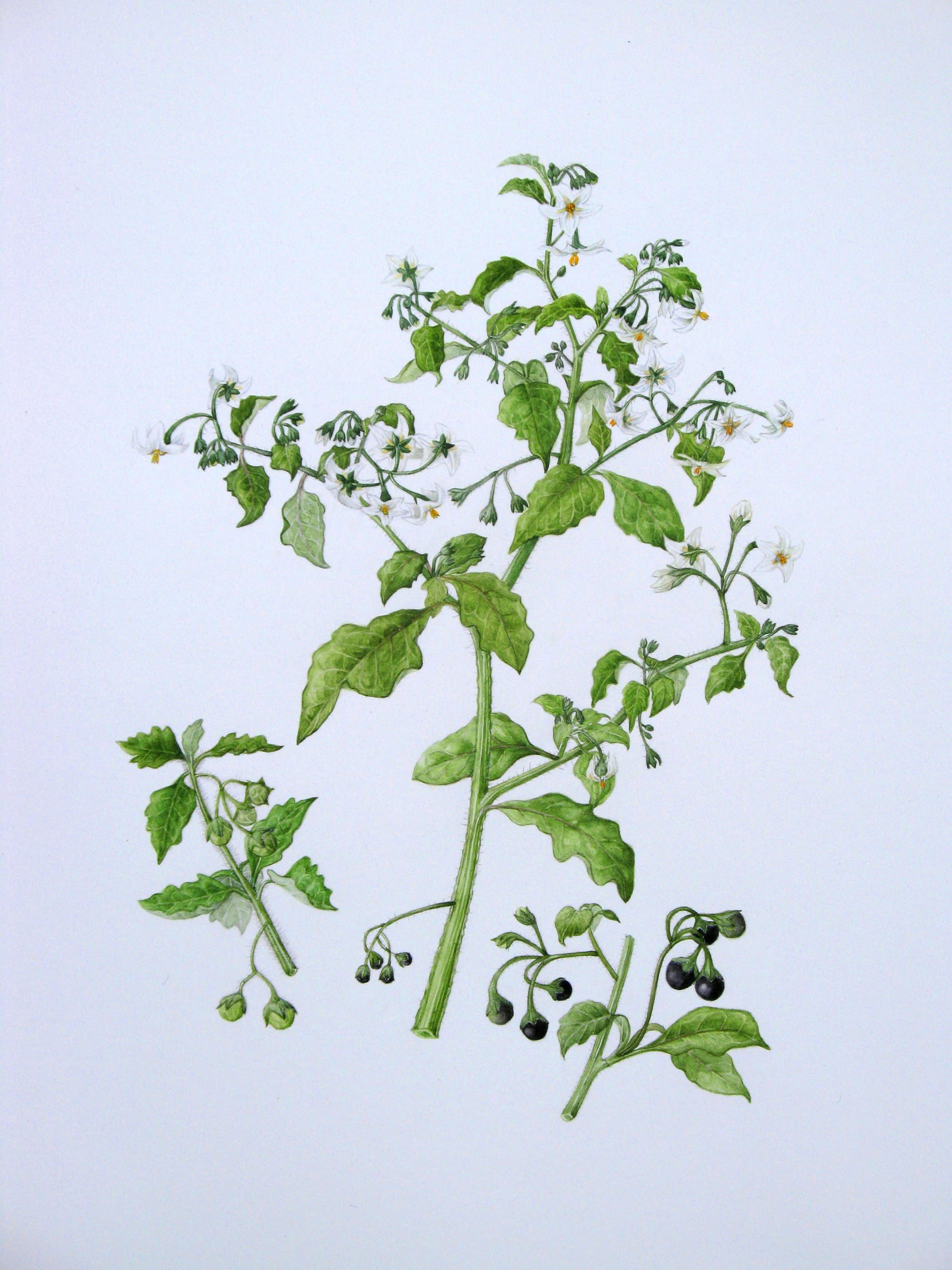 Solanum x procurrens