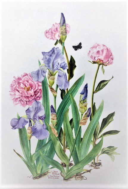 Peonies and Irises