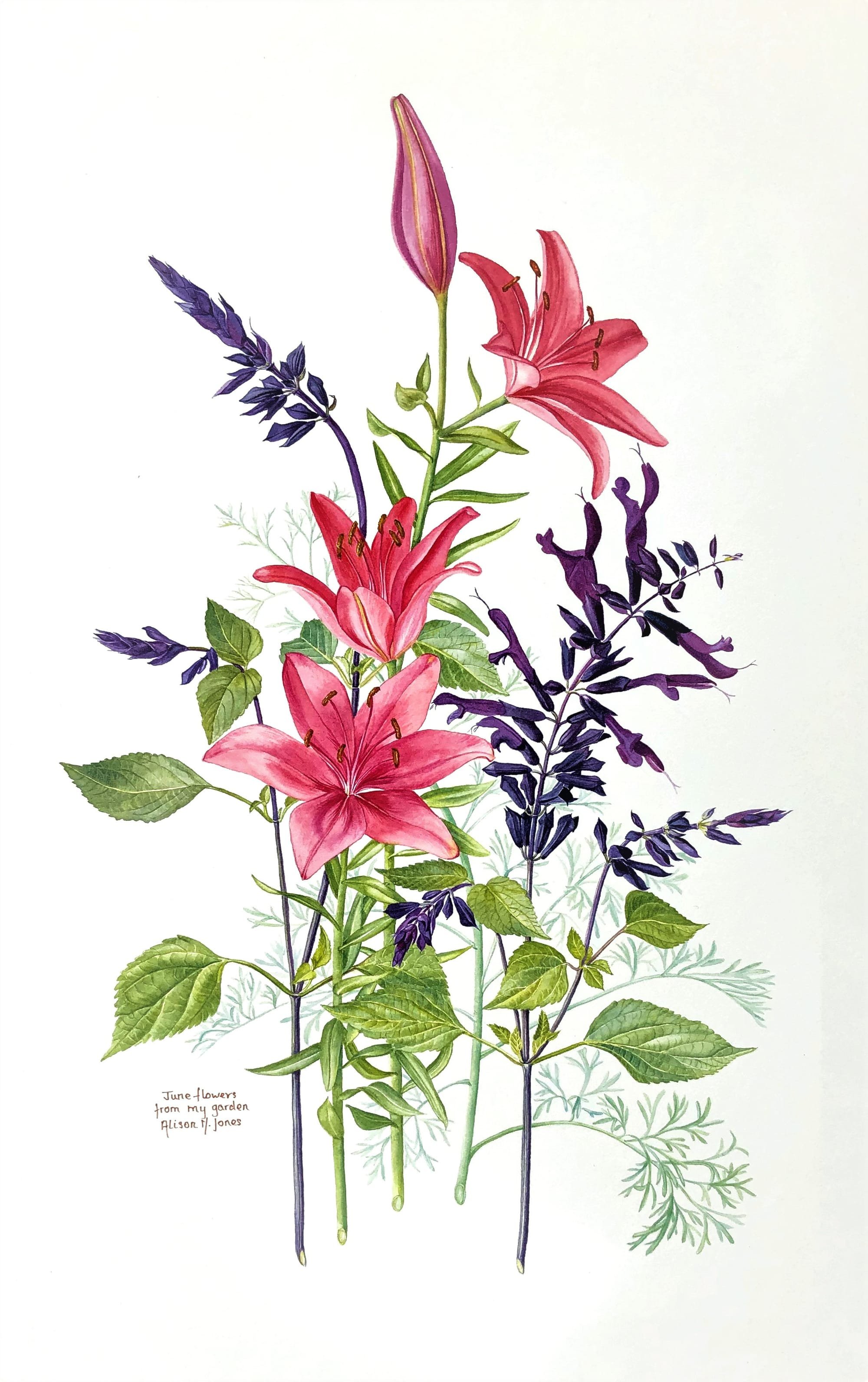 Salvias and lilies