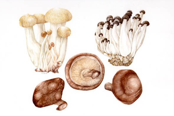 Edible Mushrooms