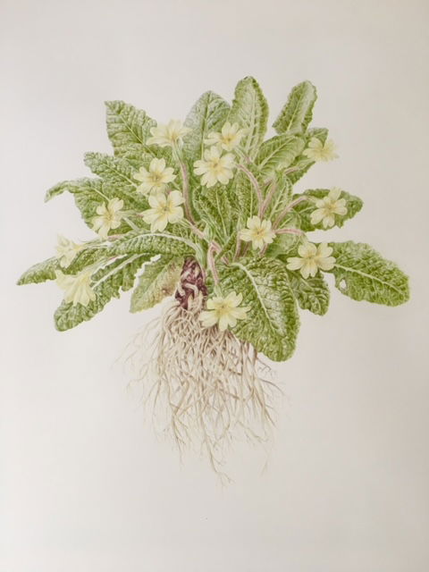 Primula Vulgaris - watercolour on HP paper