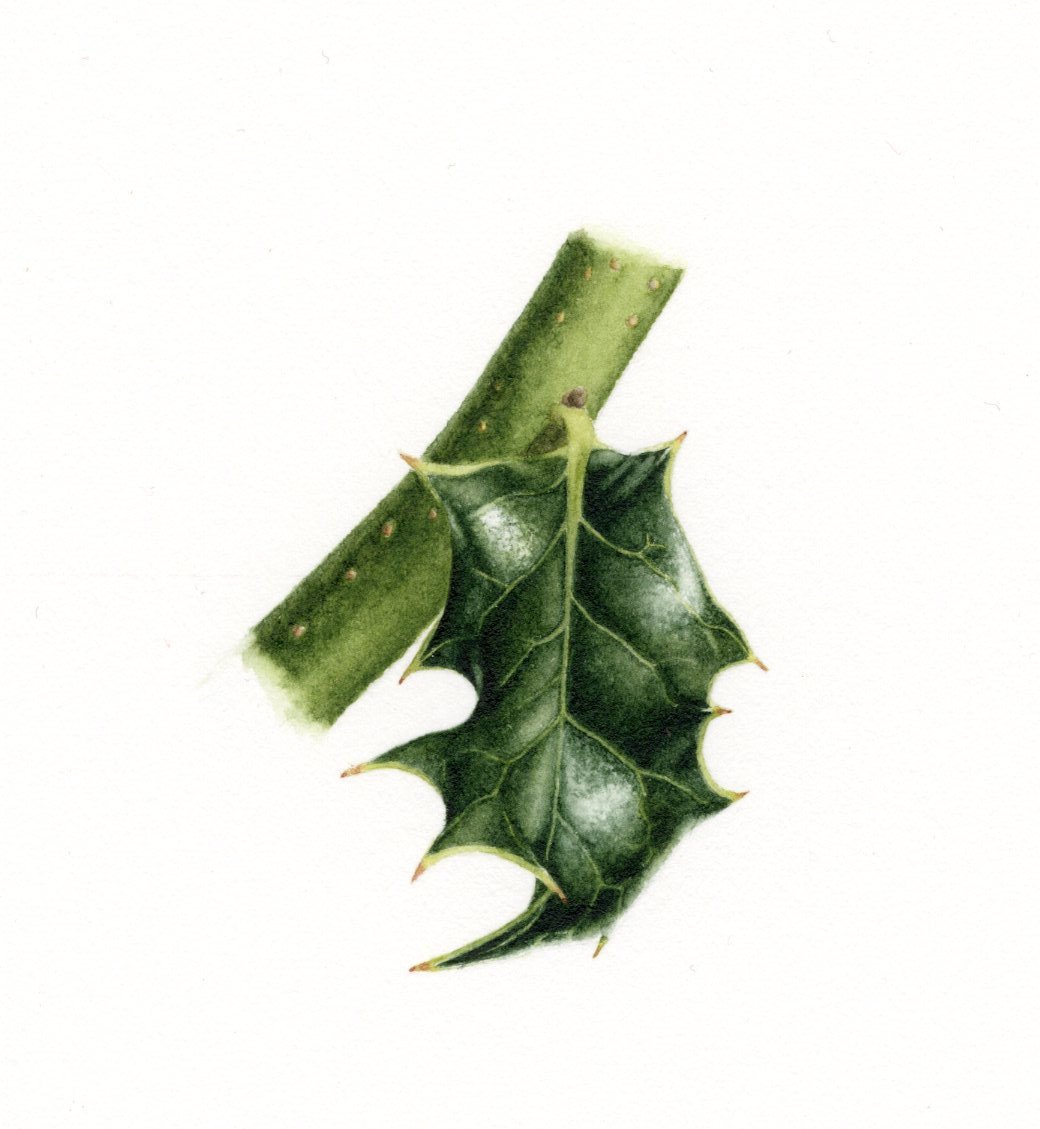 Ilex Aquifolium 'Silver Milkmaid' - watercolour on HP paper - 4.5 x 6.5 cm
